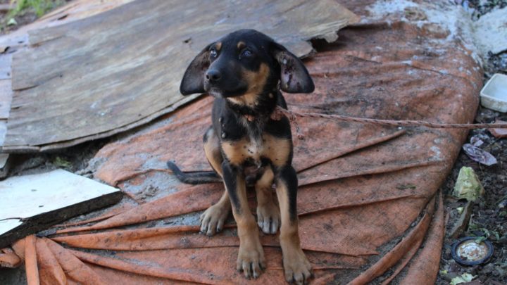 Vídeo: homem é preso por maus-tratos de seus cães no oeste