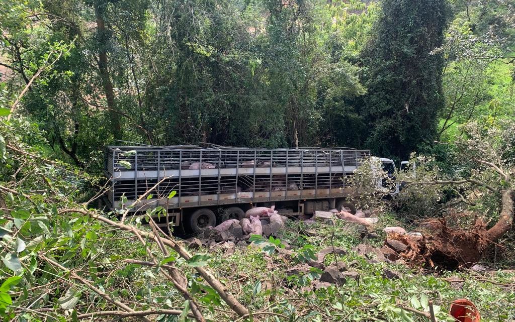 Caminhão carregado de porcos sai da pista e cai em ribanceira na BR 282