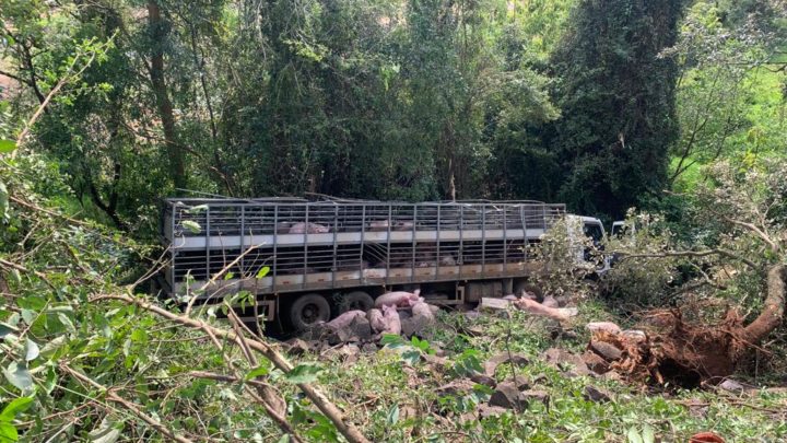 Caminhão carregado de porcos sai da pista e cai em ribanceira na BR 282