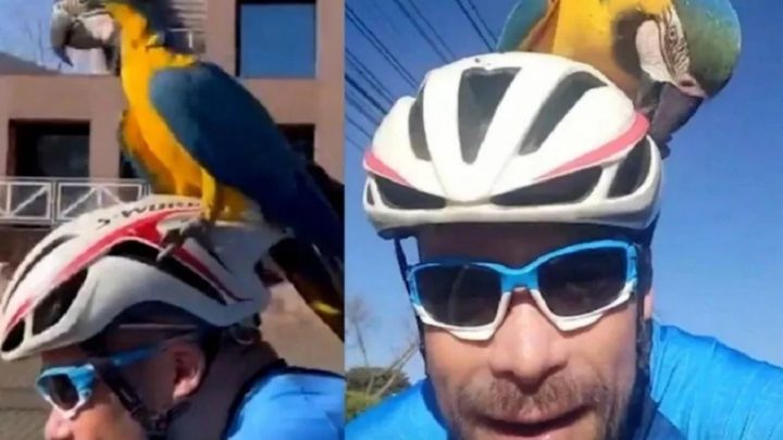 Vídeo: Arara pega carona em capacete de ciclista e viraliza