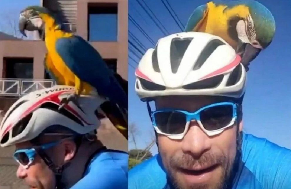Vídeo: Arara pega carona em capacete de ciclista e viraliza