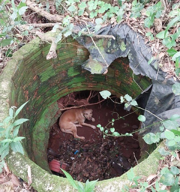 Cachorra é resgatada pelos Bombeiros dentro de poço no interior de Seara