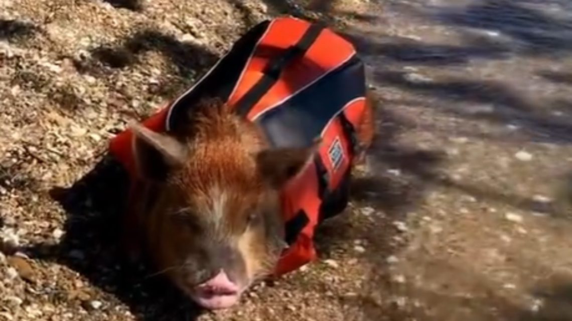 Vídeo: porquinho nadador é flagrado com colete salva-vidas em praia de SC