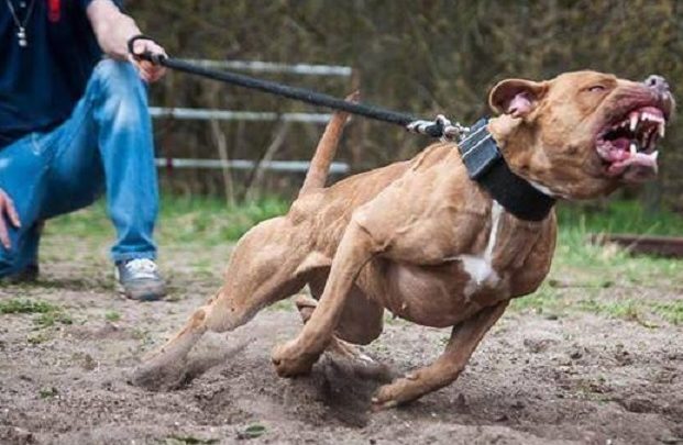 Idoso é atacado por pit bull e sofre hemorragia em SC