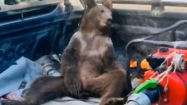 Vídeo: urso come mel alucinógeno e precisa ser resgatado