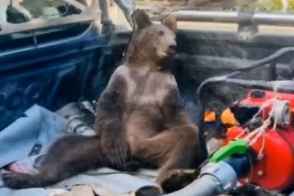 Vídeo: urso come mel alucinógeno e precisa ser resgatado