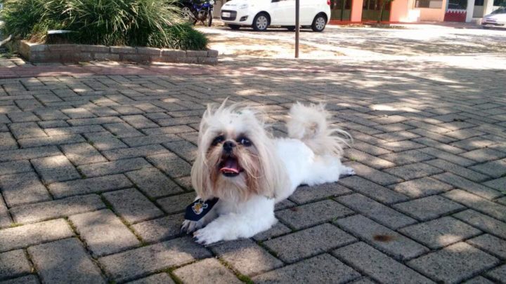 Cerca de 40 cães já morreram após consumirem alimentos contaminados