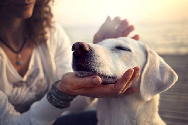 Audiência de conciliação formaliza visitas e pensão para cão de casal recém-separado em SC