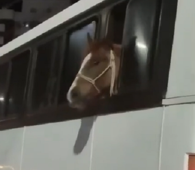 Vídeo: cavalo é flagrado sendo o ‘passageiro’ de ônibus em SC