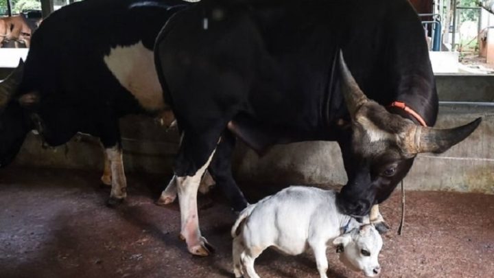 Vídeo: conheça Rani, menor vaca do mundo reconhecida pelo Guinness