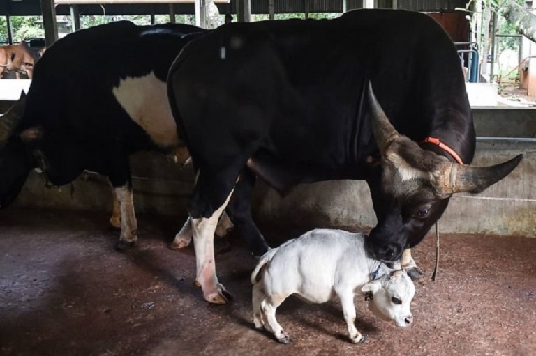 Vídeo: conheça Rani, menor vaca do mundo reconhecida pelo Guinness