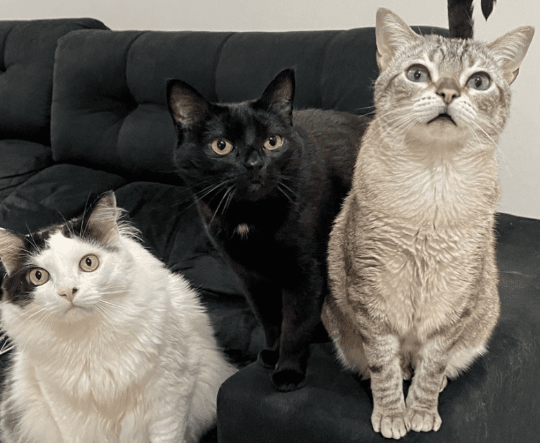Miu, Morcega e Mu: gatos catarinenses viralizaram com “reflexões” do cotidiano