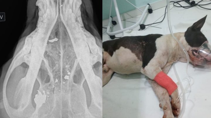 Pitbull é resgatado agonizando após levar tiro no focinho em SC