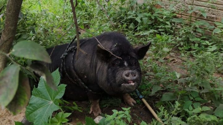 Porco de estimação leva paulada na cabeça e é furtado em SC