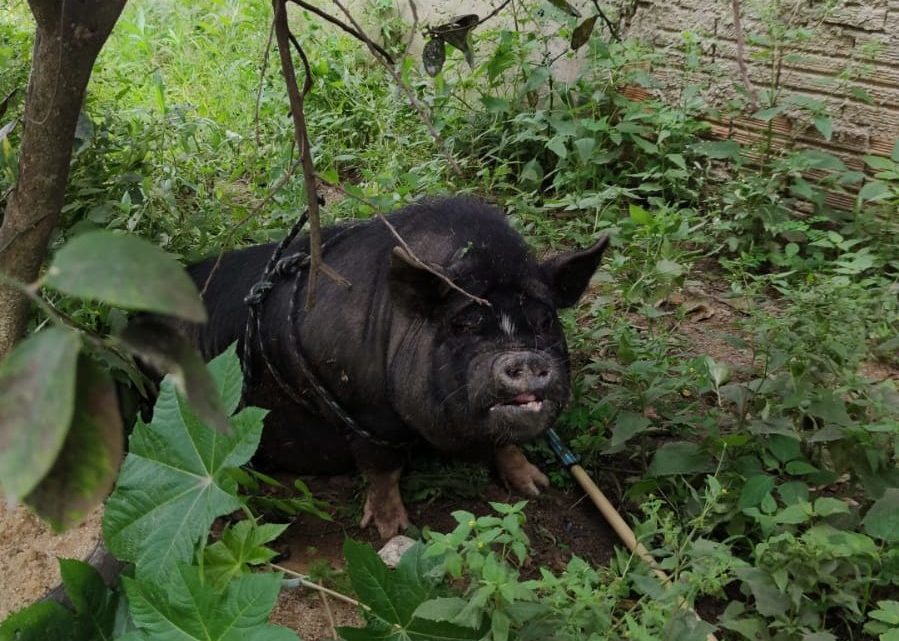 Porco de estimação leva paulada na cabeça e é furtado em SC