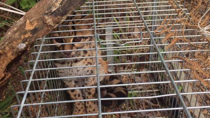 Vídeo: gato-maracajá é resgatado e devolvido para a natureza em SC