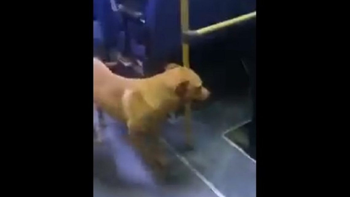 Vídeo: cachorro “embarca” em ônibus e surpreende passageiros