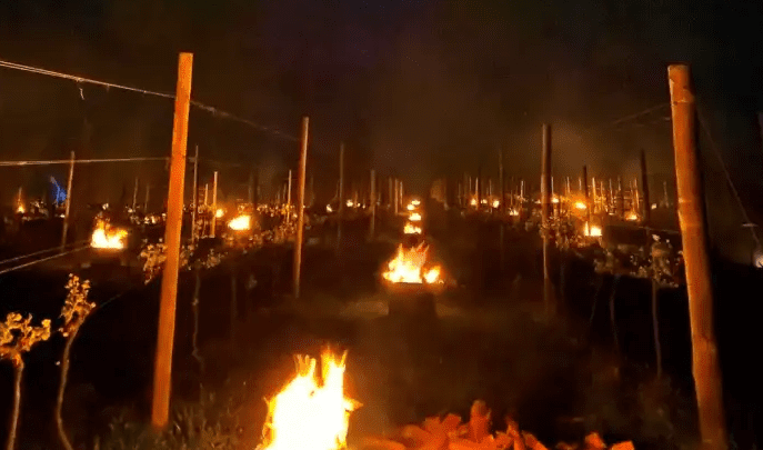 Vídeo: mar de fogueiras salvam vinhedos da geada na Serra Catarinense