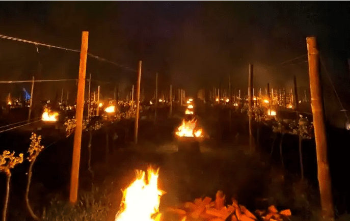 Vídeo: mar de fogueiras salvam vinhedos da geada na Serra Catarinense