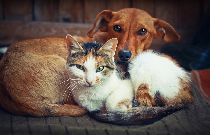 Ação civil pública do MPSC pede indenização pela morte de 25 gatos e um cão em SC