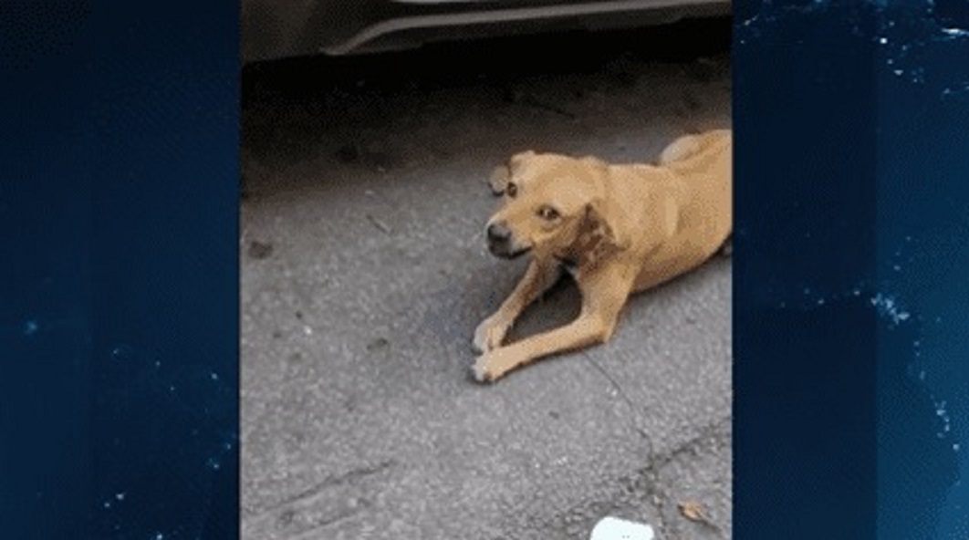 Cachorrinha protege dono preso por furto e impede policial de se aproximar da viatura