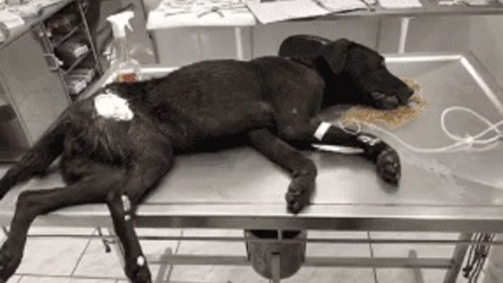 Cadela ferida é resgatada e responsável é preso por maus-tratos em SC