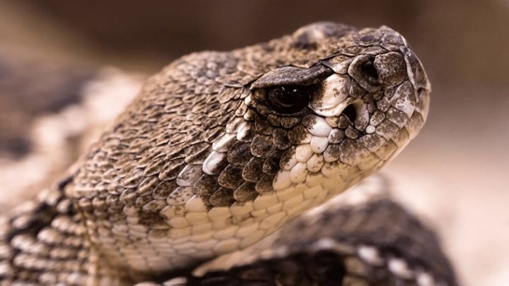 Homem entra em lojas com cobra na mão e assusta pessoas em SC