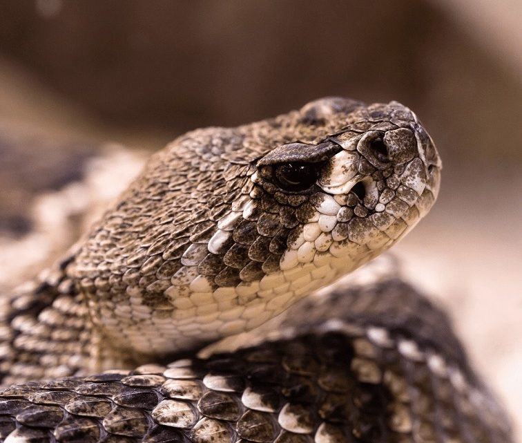 Homem entra em lojas com cobra na mão e assusta pessoas em SC