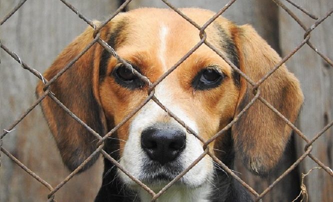 Homem suspeito de atirar rojões em cachorro é indiciado em SC