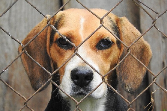 Homem suspeito de atirar rojões em cachorro é indiciado em SC