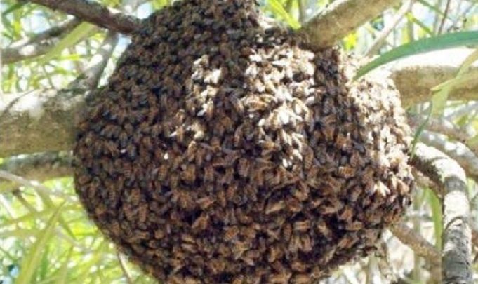 Mulher é atacada por abelhas enquanto marido roçava terreno em SC