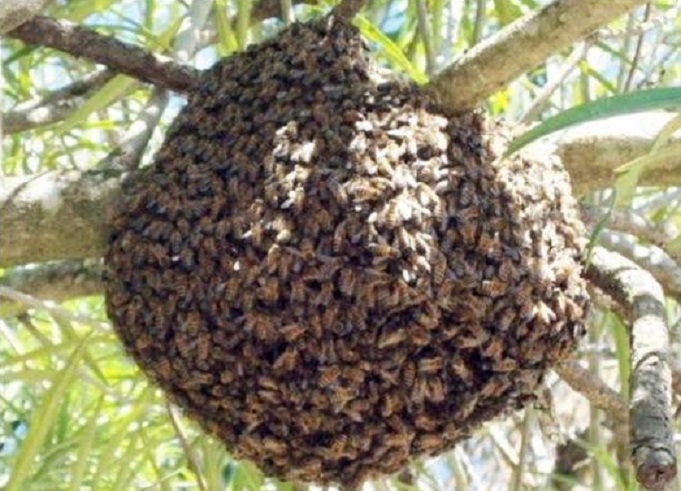 Mulher é atacada por abelhas enquanto marido roçava terreno em SC
