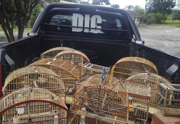 Vídeo: Polícia Civil apreende animais silvestres e indicia suspeito por crime ambiental