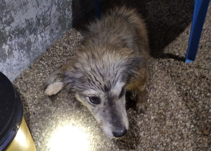 Imagens: bombeiros resgatam cachorro soterrado por muro após fortes chuvas