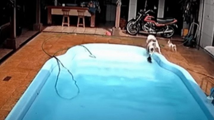 Vídeo: filhote de chihuahua cai na piscina e é salvo por pitbull