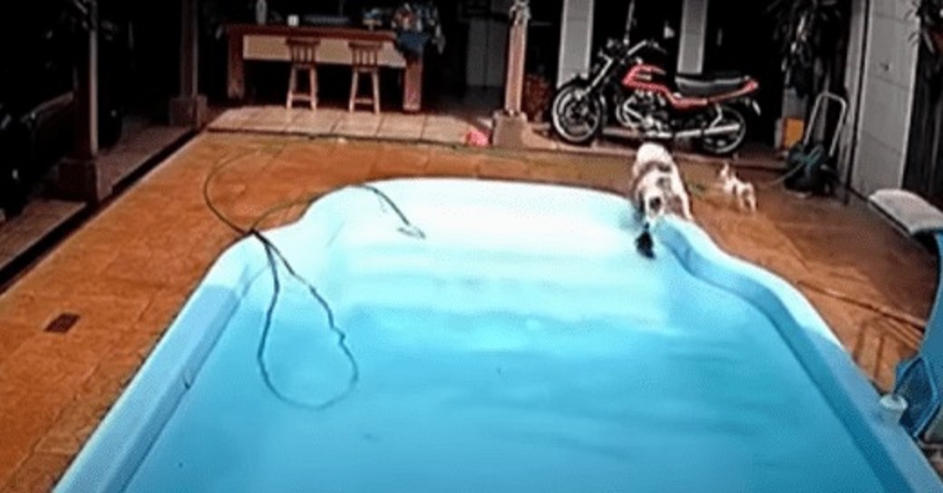 Vídeo: filhote de chihuahua cai na piscina e é salvo por pitbull