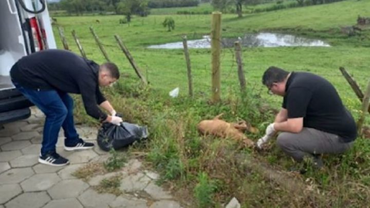 Dez cães envenenados são encontrados na mesma rua em SC