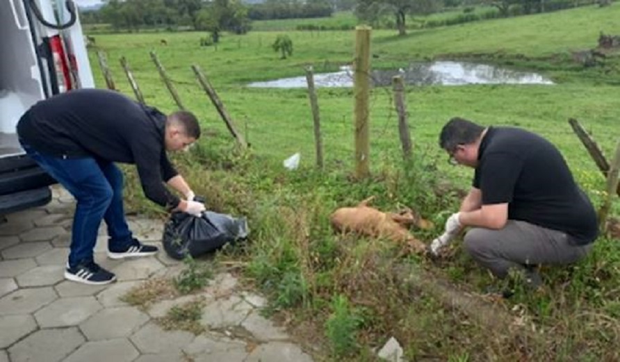 Dez cães envenenados são encontrados na mesma rua em SC