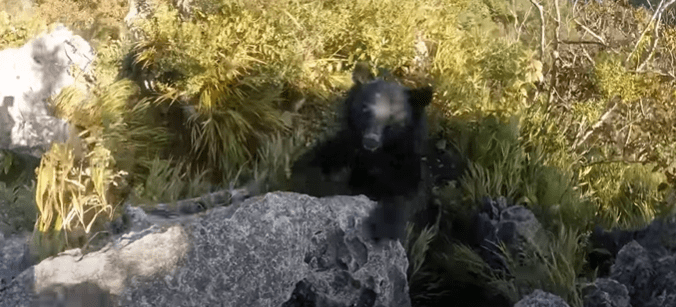 Vídeo: alpinista luta contra urso após ser atacado no Japão