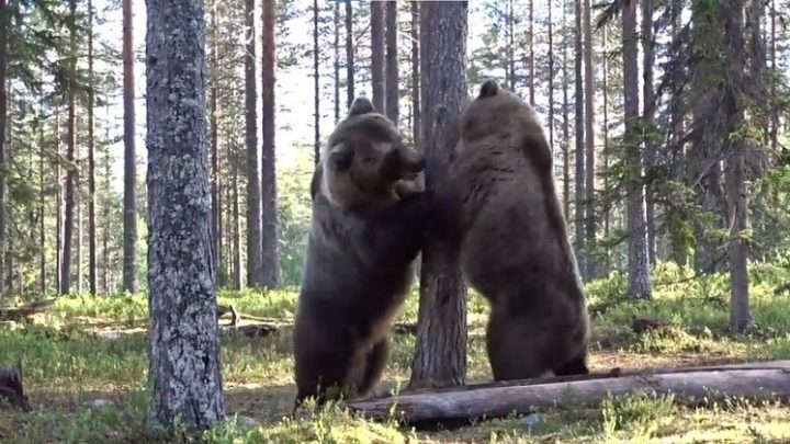 Vídeo: briga épica de ursos gigantescos viraliza nas redes: ‘A melhor de todos os tempos’