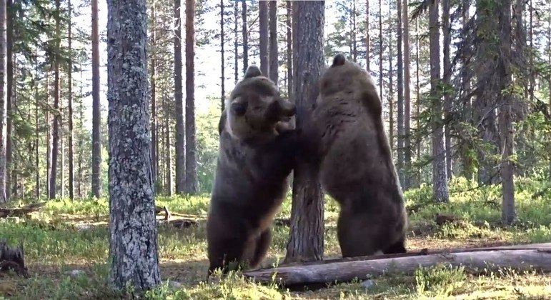 Vídeo: briga épica de ursos gigantescos viraliza nas redes: ‘A melhor de todos os tempos’