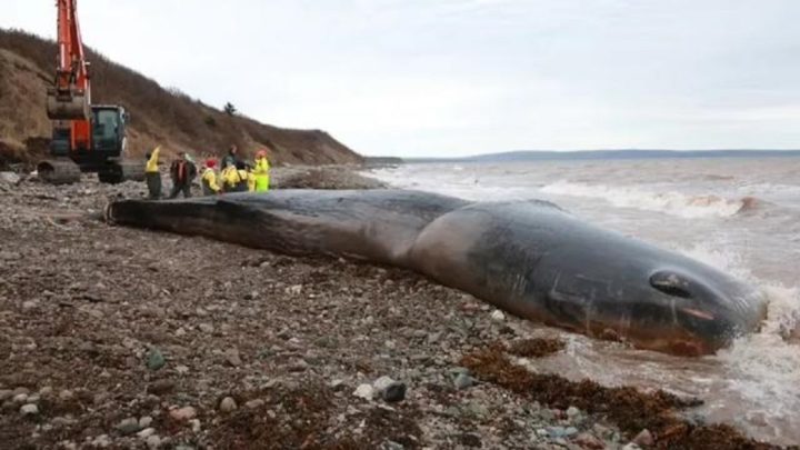 Baleia é encontrada morta com 150 quilos de lixo no estômago no Canadá