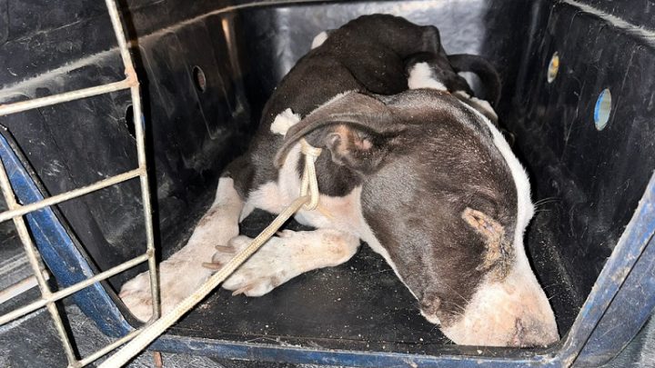 Cachorro é resgatado em “péssimo estado de saúde” em SC