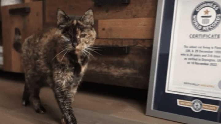 Conheça Flossie, a gata mais velha do mundo