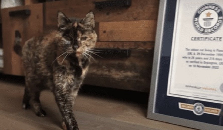 Conheça Flossie, a gata mais velha do mundo