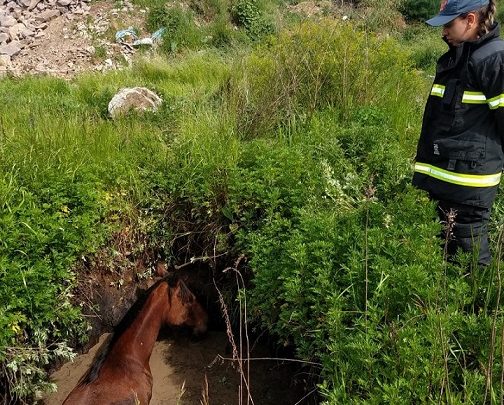 Égua cai em poço e é resgatada pelos bombeiros em SC