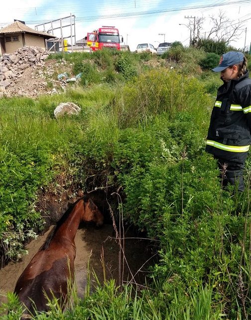 Égua cai em poço e é resgatada pelos bombeiros em SC