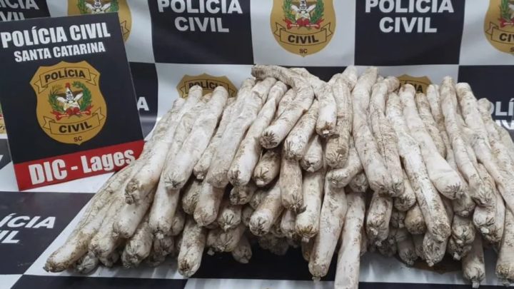 Polícia prende homem com 100 kg de explosivos que seriam usados para atacar presídio em SC