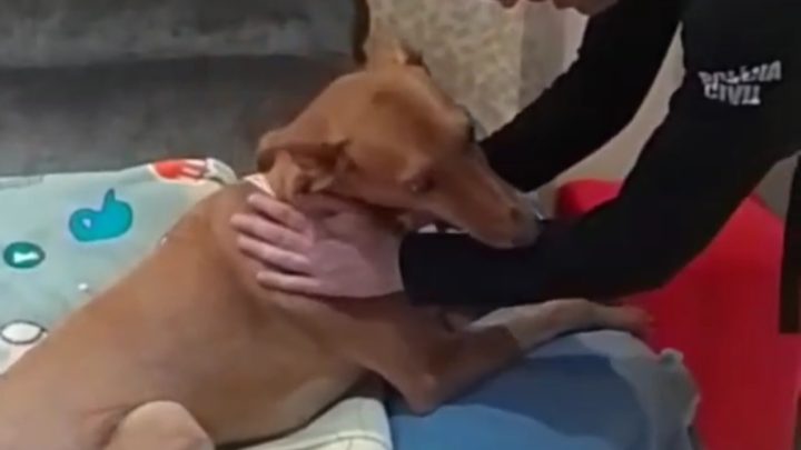 Cão submetido a maus tratos é adotado por policial civil, veja como ele está 6 meses depois