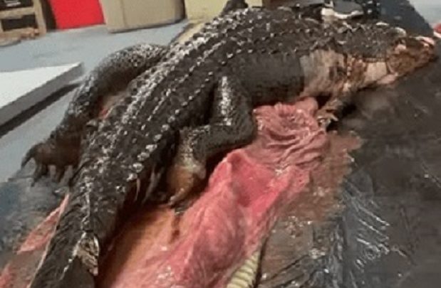 Vídeo: jacaré é retirado intacto de estomago de cobra píton